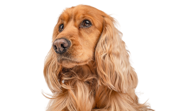 Portrait of a English cocker spaniel isolated on white background,