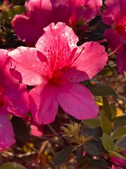 Sun Lit Azalea Flower Bathed in Sunlight