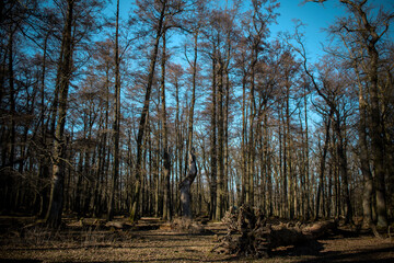 Kiefernwald und blauer Himmel im Hintergrund. 