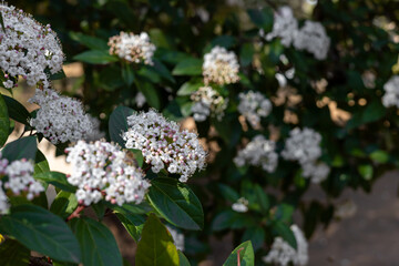 Beautiful white flowers bloom on lush green bushes in a sunny garden