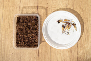 Dried buds with marigold seeds on white plastic plate. Marigold seeds in container with soil. Growing flowers from seeds at home. Top view