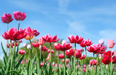 Spring floral nature background. bright pink-red tulips flowers grow on meadow. blossoming spring season. floral nature image. garden landscape design