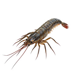 3D icon of Malo kingi (Irukandji species) isolated on transparency background