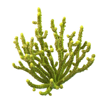 3D icon of Colonial hydroid (Aglaophenia cupressina) isolated on transparency background
