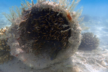 Chromis vanderbilti fish and his children