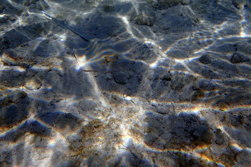 bluespotted ribbontail ray