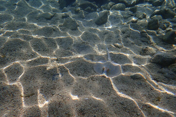 bluespotted ribbontail ray