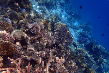 marine life in the Red Sea Egypt, hurghada