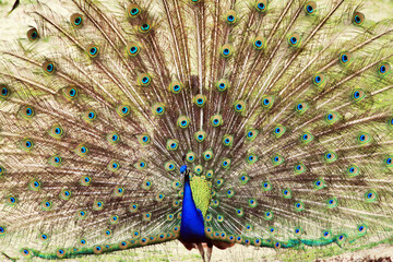 Obraz premium nice big peacock