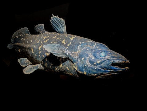 latimeria fish on the black background