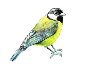 Obraz premium Great tit isolated on white background