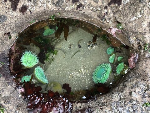 green sea anemone in Oregon coast tide pool