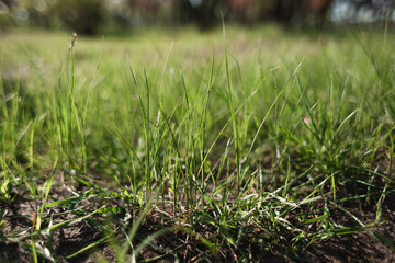 Green grass in the morning