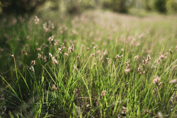Green grass in the morning