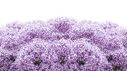 Vibrant Purple Flowers Blooming in a Lush Garden Landscape During Spring Season