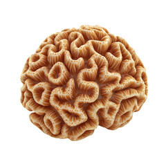Obraz premium 3D icon of Brain coral (Diploria labyrinthiformis) isolated on transparency background