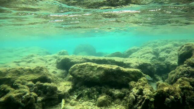 Woman snorkeling in the sea, Praia do Forte, Bahia, BrazilSnorkel, buceo, agua, cristalina, mar, peces, arrecife, primer plano, oc&eacute;ano, visibilidad, buena, naturaleza, destino, detalle, hermoso, Brasi