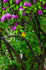 Adult male Western Tanager a yellow bird with black wings and a flaming orange-red head in blooming lilac bush. The back and tail are black