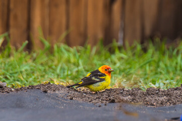 Adult male Western Tanager a yellow bird with black wings and a flaming orange-red head. The wings have two bold wingbars; the upper one yellow and the lower white. The back and tail are black