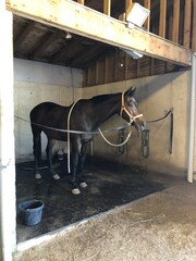 bay mare horse standing in halter in barn cross ties