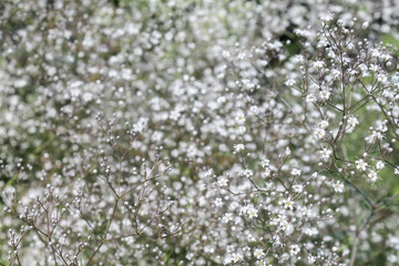 Small white flowers - gypsophila in the garden, large gypsophila bushes, bouquets of gypsophila, blurred background.
