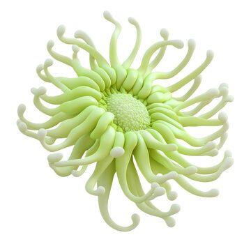 3D icon of Cloak anemone (Adamsia carciniopados) isolated on transparency background