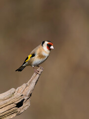 Goldfinch, Carduelis carduelis