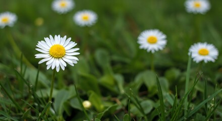 Fototapeta premium A simple yet charming white daisy with a bright yellow center, growing in a lush green meadow. The background is softly blurred, with more daisies scattered across the sunlit grass.