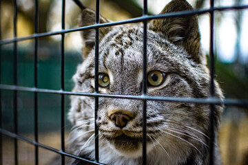 bright eyes of Canadian Lynx intently looking through cage wires