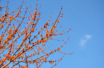 Red maple flowering branches against clean blue sky background. Awakening of nature ,maple tree ,springtime , seasonal allergy plants ,allergies to maple trees concept. Free copy space.