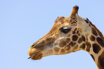 Giraffe Head Single Up Close Detail