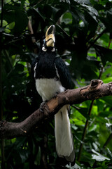 Portrait of the Palawan Hornbill perching on tree