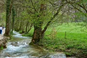 Obraz premium Tranquil Forest Stream Cascading Through Lush Woodland Oasis Surrounded By Ivy Covered Trees And Mossy Rocks Creating Serene Natural Landscape Perfect For Relaxation And Meditation.