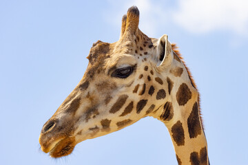 Giraffe Head Single Up Close Detail