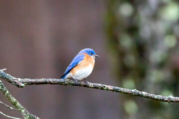bluebird bird on a branch
