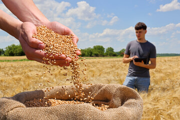 Wheat grain in hands after good harvest of successful farmer and full jute sack of wheat, in the background young farmer with a tablet checking a ripe wheat field, beautiful sunny day