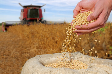 Soybean grain in a hands of successful young farmer, in a background combine harvester working on...