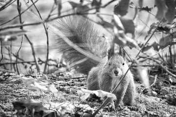 Red squirrel with bushy tail sitting in the bushes. Spring-like nature mood