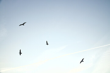 Seagulls glide gracefully through the clear sky, accompanied by gentle clouds.