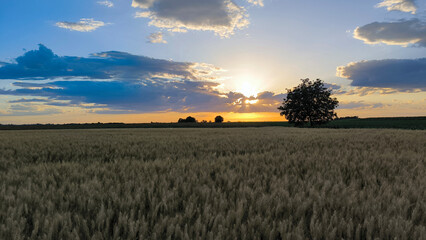 Fototapeta premium ripe wheat field before harvest