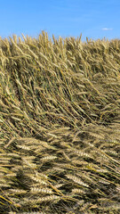 ripe wheat field before harvest