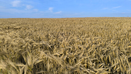 ripe wheat field before harvest