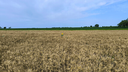 ripe wheat field before harvest