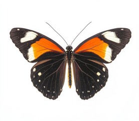 Obraz premium Orange and Black Butterfly Wings Open on White Background Close Up