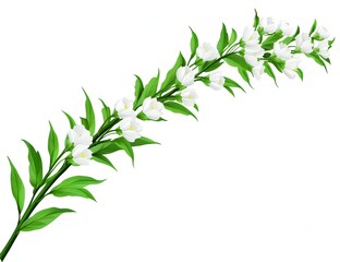 Fototapeta premium Elegant White Jasmine Flowers Branch Isolated on White Background Botanical Illustration