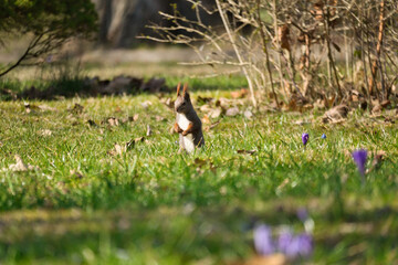 Red squirrel with bushy tail upright in the sunlight on a green meadow.
