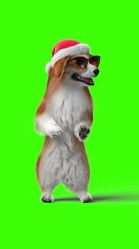 Corgi Dog in a Santa Claus Hat and Glasses Dancing on a Green Background. Four Funny Seamless Looping 3D Animations. Ultra HD 2160x3840 4K