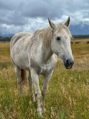Obraz premium Horse in a field