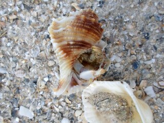 A Small Seashell and a Broken Shell on a Sandy Beach with Tiny Pebbles Scattered Around