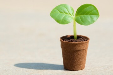 Tiny sprout in a small pot